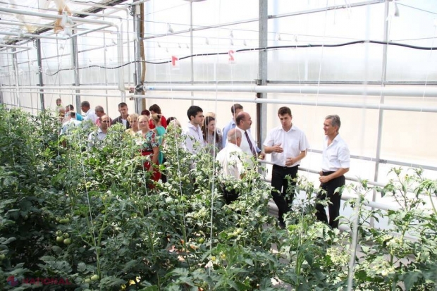 Tehnologie INEDITĂ de creștere a legumelor, la Fălești