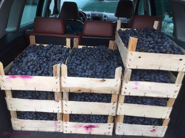 TÂRG în centrul Chișinăului: Producătorii autohtoni vor vinde cu 50 de lei lada de struguri. „Vino să-ți iei Moldova acasă”