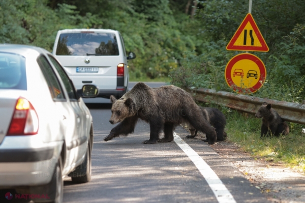 Amenzi de până la 8 700 de lei moldovenești pentru turiștii care hrănesc urșii pe Transfăgărășan. Poliția Rutieră, implicată în aplicarea sancțiunilor