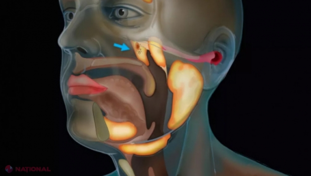 Un nou organ din corpul uman a fost descoperit din greșeală. Unde este situat și ce funcții are