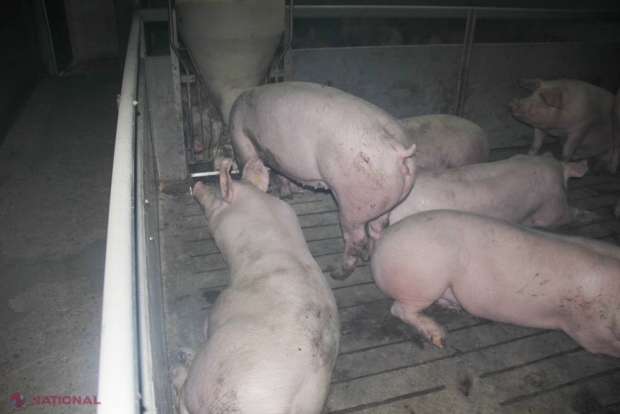 Autoritățile din R. Moldova, în ALERTĂ: Focare de PESTĂ PORCINĂ, depistate în raionul Dondușeni!