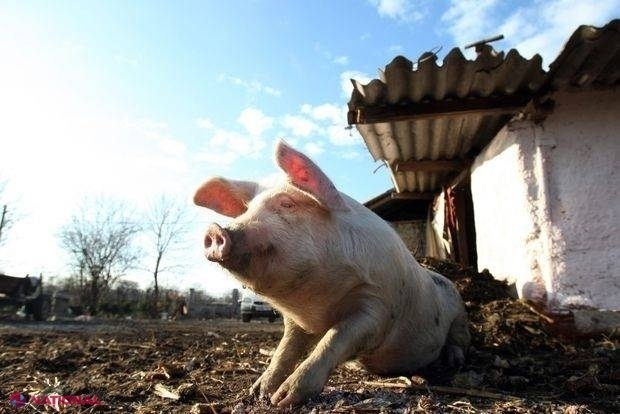 Focar de PESTĂ PORCINĂ, aproape de Chișinău