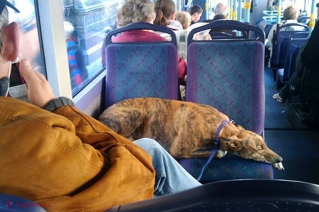Oraşul din România în care câinii au nevoie de bilet de autobuz