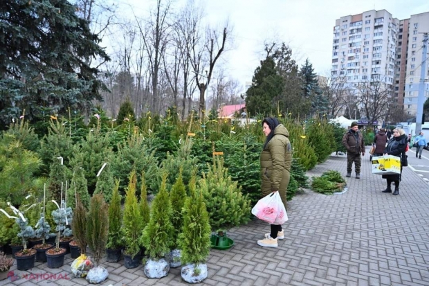 Adresele din Chișinău unde vor fi vânduți brazi până pe 1 ianuarie 