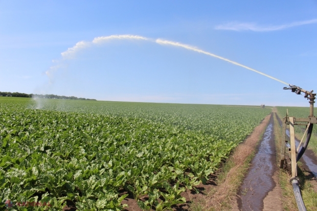 Agricultura din R. Moldova rămâne în continuare la mila lui Dumnezeu: „A început să bată pasul pe loc din cauza condițiilor climaterice”