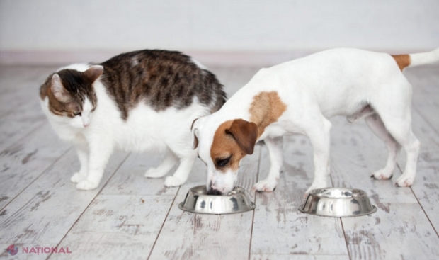 CURIOS // De ce nu putem hrăni pisicile cu hrană pentru câini 