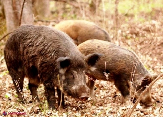 Pesta porcină: Numeroase cadavre de mistreți, descoperite în „Pădurea Domnească”. Boala a atacat și o gospodărie din Hâncești, unde creșteau peste 20 de porci