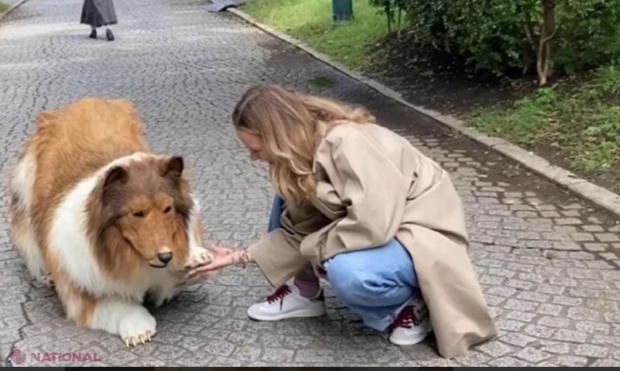 VIDEO // Primele imagini cu japonezul care a cheltuit 13 000 de euro să se transforme în câine. Ce l-a determinat să facă acest lucru