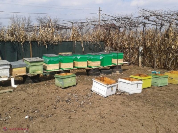 Sfaturi practice în prag de iarnă pentru apicultori