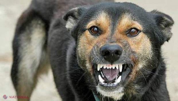 Iubitorii de animale, îngrijorați: „Se pregătește un masacru pentru câinii din Chișinău”
