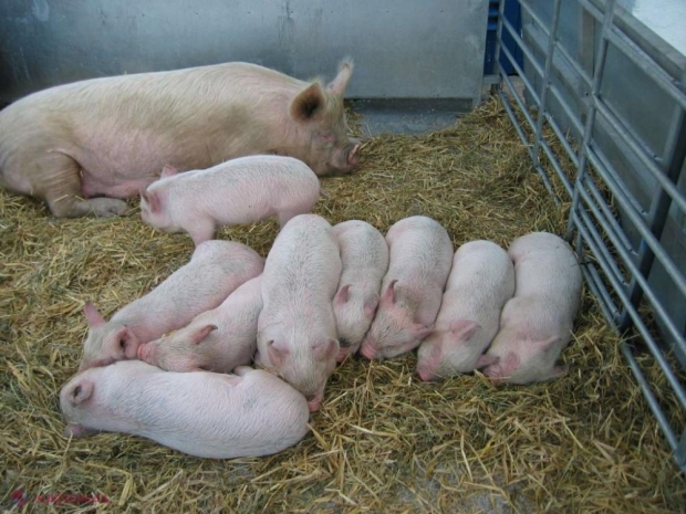 Măsuri URGENTE pentru a preveni răspândirea pestei porcine pe teritoriul R. Moldova: Porcii - sacrificați, iar proprietarii animalelor - despăgubiți