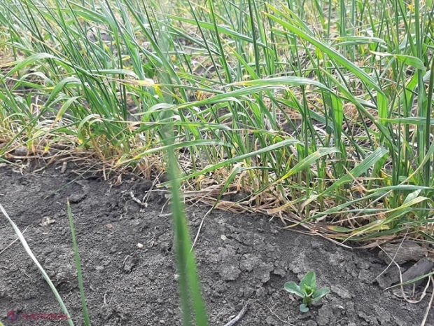 Situația din agricultură este CRITICĂ: Culturile de floarea-soarelui și porumb, în PERICOL. Specialiștii spun că ploile din următoarele zile ar putea „salva jumătate din roadă” 