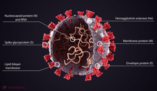 Coronavirusul a suferit o nouă mutaţie, întâlnită şi în Europa. Avertismentul cercetătorilor: Se transmite de 10 ori mai uşor. Care e paradoxul