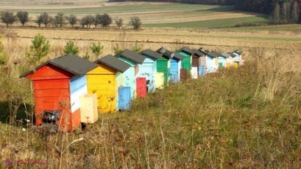 Cele mai bune planuri de AFACERI ale absolvenților de colegii din R. Moldova: Creșterea frunzelor de salată și servicii auto