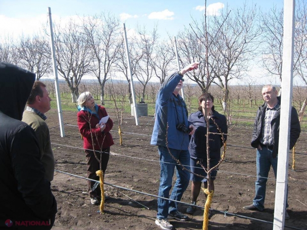 Reguli de aur ale TĂIERII pomilor fructiferi