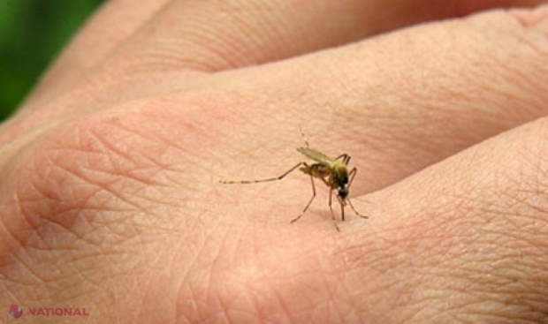 Un bărbat din Iaşi a murit după ce a fost infectat cu West Nile, virusul care se transmite prin înţepătura ţânţarilor