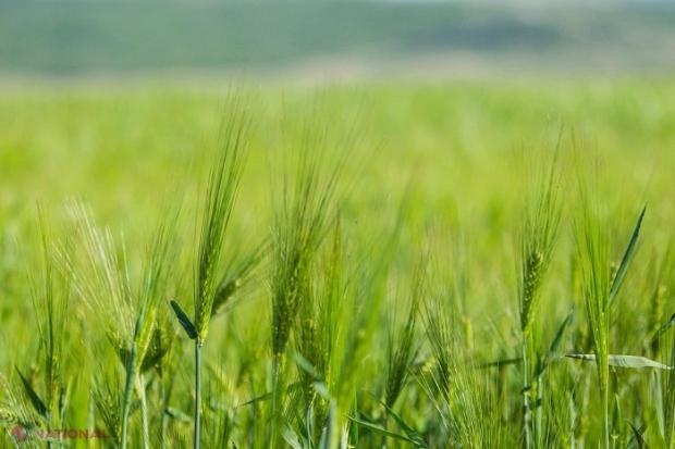 Ministrul Agriculturii prezintă date despre recolta de grâne a R. Moldova în anul secetos 2020: „Securitatea alimentară a republicii va fi asigurată”
