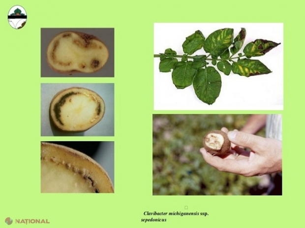 De ce s-au SCUMPIT cartofii pe piața R. Moldova: 19 loturi din Belarus, RETURNATE de la vamă, pentru că erau infestate 