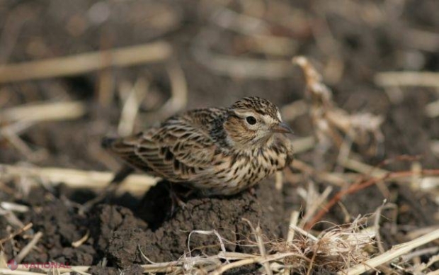 ATENȚIONARE: Ce urmări au lăsat condițiile climaterice din luna martie. Sfaturi de la autorități