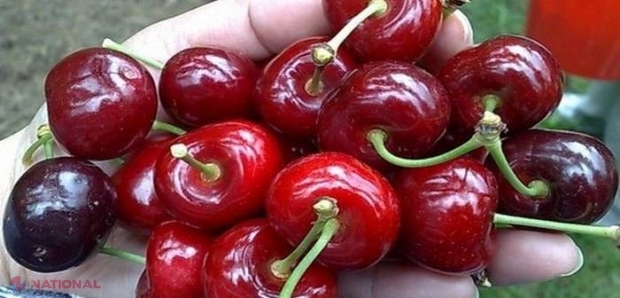GRANTURI pentru producătorii de CIREȘE din R. Moldova, pentru a-i ajuta să exporte fructele