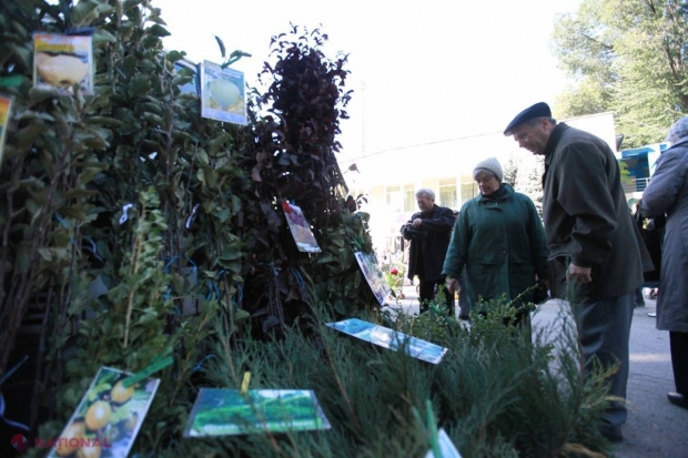 Pepinierele cu pomi fructiferi din R. Moldova, ocolite de cumpărători