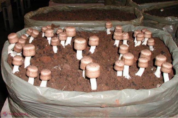 Ciuperca lui „DUMNEZEU” te VINDECĂ de CANCER