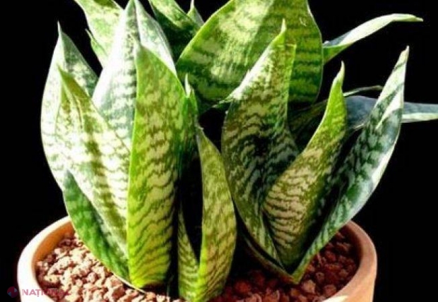 PLANTELE pe care TREBUIE să le ai în DORMITOR! EFECTUL acestora este MIRACULOS!