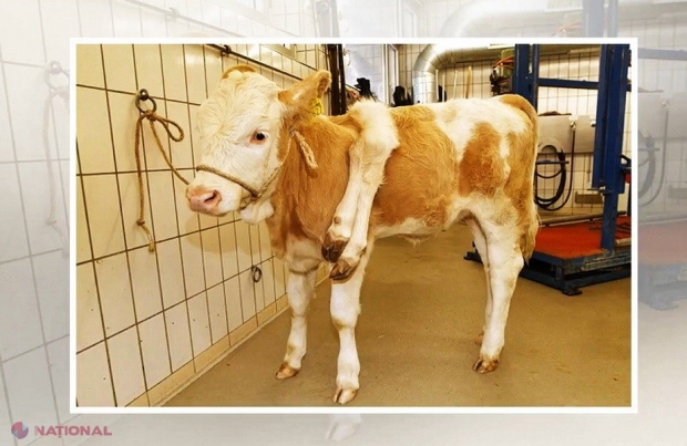 VIDEO // Ați mai văzut viţel cu şase picioare?