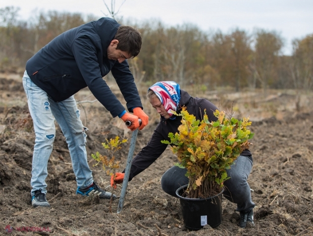 VIDEO // Campania de ÎMPĂDURIRE din primăvara curentă începe pe 10 martie: Peste 13 milioane de puieți de stejar sau ulm, pregătiți pentru plantare. „Mai multe păduri îndeamnă apă suficientă în fântâni și râuri, un aer mai curat, un sol mai roditor”
