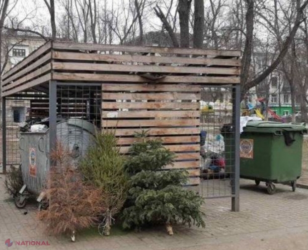 ANUNȚ // Brazii care au înfrumusețat casele chișinăuenilor de sărbători, colectați CENTRALIZAT pentru a fi reciclați: Unde trebuie să duceți molizii
