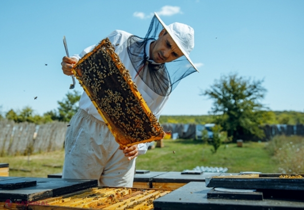 PARADOX în R. Moldova: Deși numărul familiilor de ALBINE crește de la an la an, potenţialul productiv al ramurii apicole este în declin