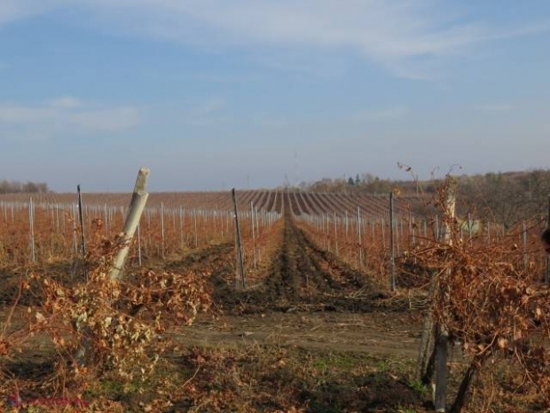 Presa BRITANICĂ: „Podgoriile din Moldova produc cele mai CURATE fructe din lume. Moldova are nevoie de o șansă”