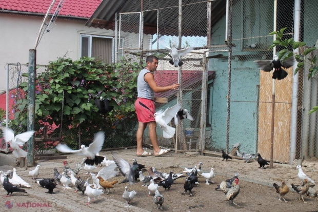 Reportaj // Dragostea de… porumbei