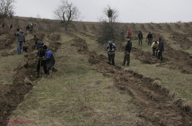 BILANȚ // Circa 355 ha de păduri noi, plantate pe teritoriul R. Moldova în această primăvară