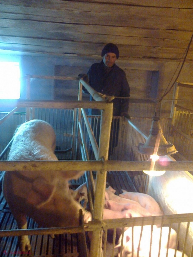 Purcelușii „cu bănuți” de la Cuhnești