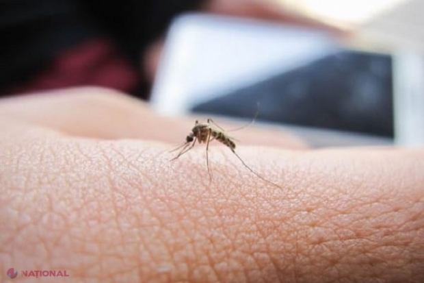 Caz de infecție cu virusul West Nile, confirmat în R. Moldova: Pacientul - un bărbat care s-a întors din Italia, acolo unde a fost înțepat de mai multe ori de țânțari