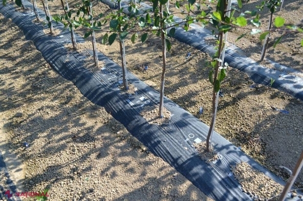 Afacerile cu plante medicinale, legumicultură sau din turismul rural vor putea finanțate în cadrul proiectului „Livada Moldovei”: Lista domeniilor eligibile, EXTINSĂ