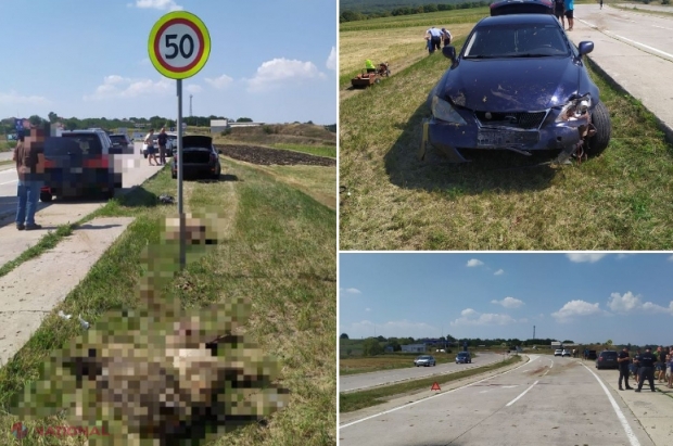 FOTO // Un „Lexus” a intrat frontal într-o turmă de oi lângă localitatea Porumbrei, iar impactul a fost fatal pentru 29 de ovine