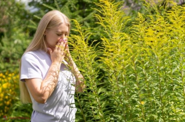 Cum putem vindeca alergia la ambrozie: De ce unele tratamente nu funcționează
