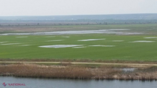PAGUBE // Ninsoarea din aprilie a făcut PRĂPĂD în sudul R. Moldova: Culturi de grâu și livezi distruse, mii de hectare inundate