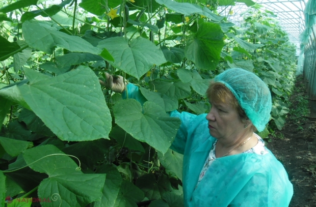ANSA, cu ochii pe castraveții produși în serele din R. Moldova: Verifică dacă nu sunt utilizate în exces chimicalele