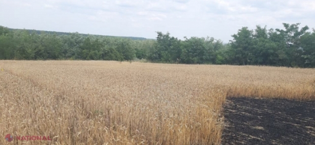 Seceta a ÎNJUMĂTĂȚIT producția agricolă recoltată în acest an: Cât grâu a strâns R. Moldova în 2020