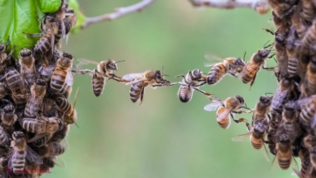 Albine „dresate” să depisteze infecţiile cu COVID-19. Cum funcționează tehnica „adulmecării de către insecte”