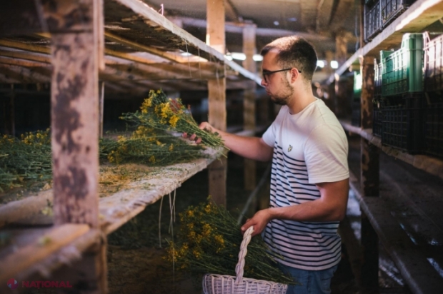 FOTO // Suplimente alimentare în capsule din plante medicinale crescute pe dealurile din R. Moldova: Afacerea unui tânăr care a primit ajutor de la stat
