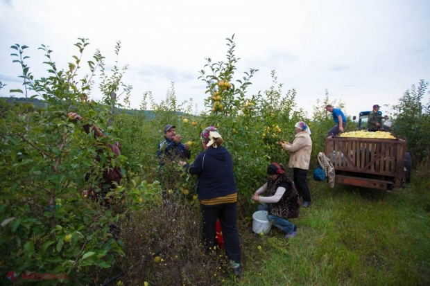 ÎNCEPÂND de ASTĂZI, producătorii de fructe pot solicita COMPENSAȚII de la stat