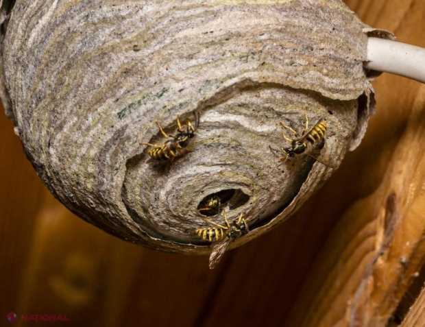 VIDEO // Au tăiat un cuib de VIESPI în jumătate. Ce detaliu fascinant au descoperit în interior