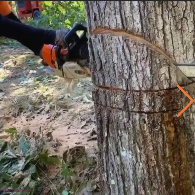 VIDEO //Descoperire bizară făcută în copacul pe care îl tăia cu drujba. Nimeni nu are o explicație