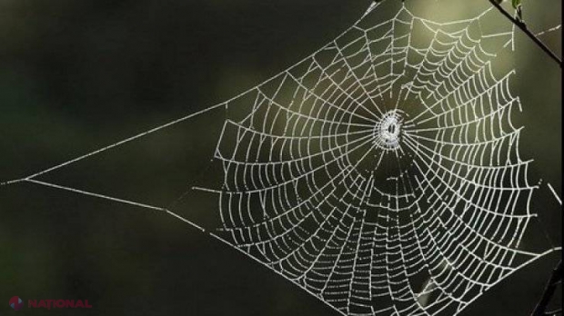 N-o să mai ai păianjeni în casă dacă ții această plantă într-o cameră 