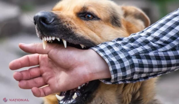 RABIE // Circa 5 000 de persoane se adresează anual la medicii din R. Moldova, după ce sunt mușcate de animale