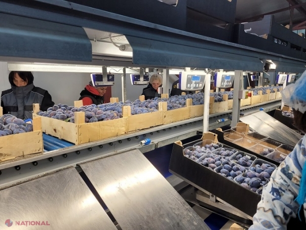 Fructe din R. Moldova, în cea mai mare rețea de supermarketuri din Germania